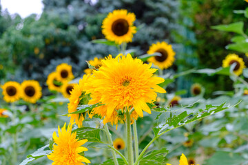 Vibrant Teddy Bear Sunflowers in Bloom