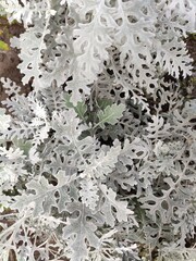 cineraria maritima with beautiful lacy white silvery leaves