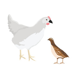 Farm birds white chicken hen and quail