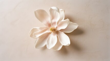 An elegant single blossom gracefully laid against a soft background, showcasing simplicity, beauty, and serene artistry.
