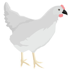 White poultry farm chicken hen isolated on white background
