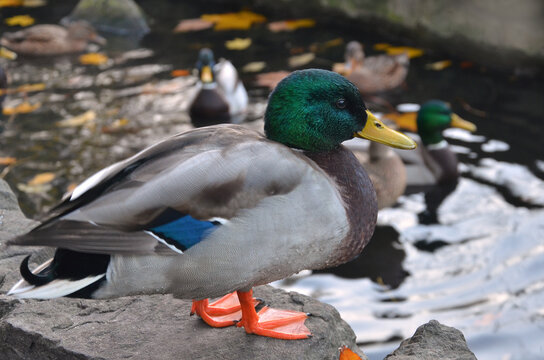Wild duck mallard male resting on the rock near the autumn pond. Closeup photo outdoors. Wild ducks  lifestyle , fauna concept.