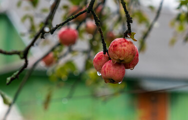 Raindrops flow down a ripe red apples hanging on a tree branch in the garden. A juicy apples is covered with raindrops giving freshness. A beautiful apple in water drops on a tree, copy space. 