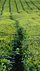 green and black tea plantation