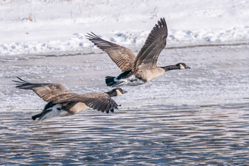 Canada geese pair in flight above winter frozen river 2
