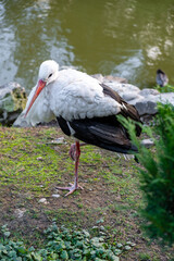 White stork or Ciconia ciconia in the grass on a river background. Wildlife scene from the nature. 