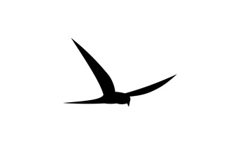 flying bird icon logo template design vector illustration