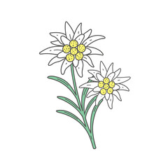 Edelweiss flower symbol Alps	