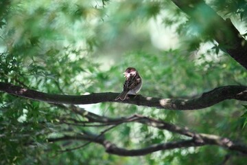 A glance at the sparrow's gaze on the branch