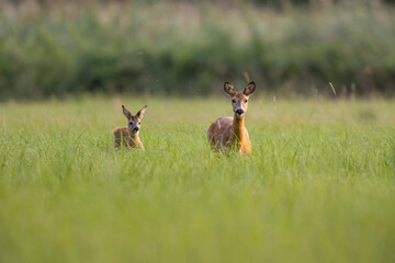 European roe deer (Capreolus capreolus) Roe deer - goat