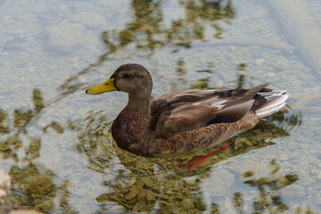 Duck swimming in clear water with a rocky bottom visible