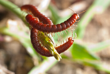 Millipedes clinging to the end of a branch in the wild, India.