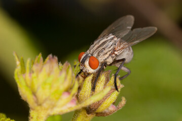 Fly sucking nectar from a flower, Maharashtra, India.