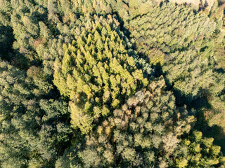 Obraz premium Aerial view of lush green forest with a mix of coniferous and deciduous trees, showcasing nature's diversity and beauty in harmony.