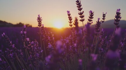 Naklejka premium Capture the serenity of lavender fields at sunset to elevate your nature photography skills