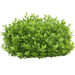 Obraz premium Boxwood Hedge isolated PNG transparent