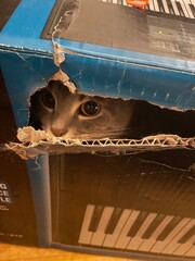 cat in box