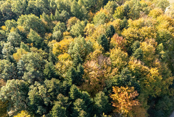 Aerial view of a vibrant forest displaying autumn colors, showcasing the beauty of changing leaves and serene nature.