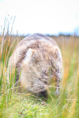 The Gentle Giant: A Close-Up of a Wombat Grazing
