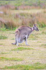  A Mother's Love and Protection in the Australian Outback