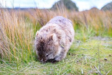 The Gentle Giant: A Close-Up of a Wombat Grazing