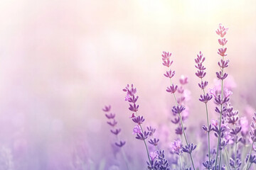 Naklejka premium Soft Pastel Lilac and Lavender Floral Backgrounds with Romantic Petal Patterns for Elegant, Modern, and Seasonal Design Inspiration