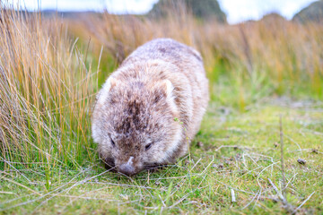 The Gentle Giant: A Close-Up of a Wombat Grazing