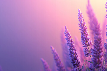 Obraz premium Soft Pastel Lilac and Lavender Floral Backgrounds with Romantic Petal Patterns for Elegant, Modern, and Seasonal Design Inspiration