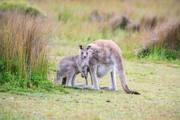 Kangaroo with Joey in Grassy Habitat Feeding, Wilson Prom, Australia