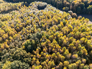 Vibrant aerial view of a lush forest showcasing a kaleidoscope of green and yellow foliage in autumn.