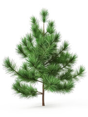 3D pine white background