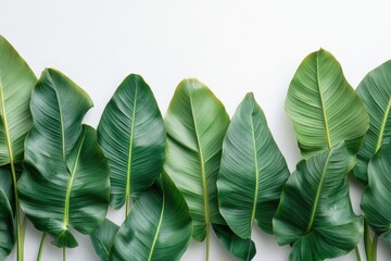 Fototapeta premium Lush green tropical leaves arranged creatively on a light background for display purposes