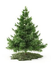 3D pine white background