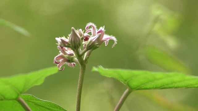 Beautiful plants in nature
