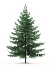 3D pine white background