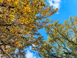 A vibrant canopy of autumn leaves against a bright blue sky. This beautiful image captures the essence of fall, showcasing the stunning colors of nature.