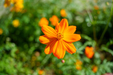 Close-up photo of orange-colored autumn cosmos in bloom