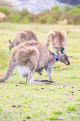 Kangaroo with Joey in Grassy Habitat Feeding, Wilson Prom, Australia