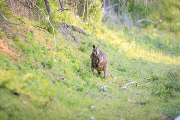 Shy Wallaby Emerges from the Shadows of the Australian Bush