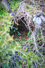 A Wombat's Secret Underground Lair: A Peek into Nature's Hidden Burrows