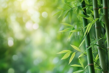 Naklejka premium Bamboo stalks and lush green leaves in a tranquil garden setting during daylight hours