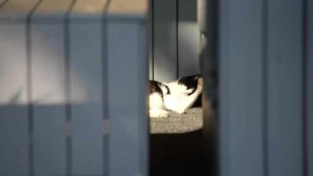 Cute black-and-white cat resting peacefully in a patch of sunlight, framed by shadows and geometric lines. Cozy, tranquil atmosphere, a quiet and adorable moment of relaxation. 