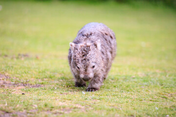 Adorable Wombat Walking Through the Grassland, Wilson Prom, Australia