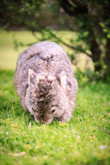 A Peaceful Encounter: A Wombat Enjoying a Lush Green Meadow