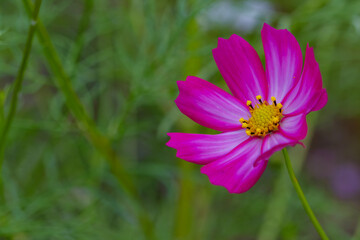 Fototapeta premium Vibrant Cosmos Flower in Bloom