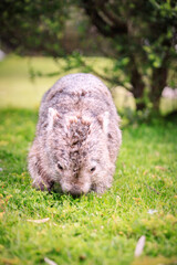 A Peaceful Encounter: A Wombat Enjoying a Lush Green Meadow