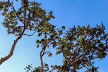 tree branches against blue sky