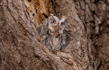 Obraz premium Eastern Screech Owl