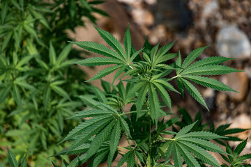 Close up of marijuana plant. Cannabis