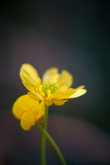 yellow flower